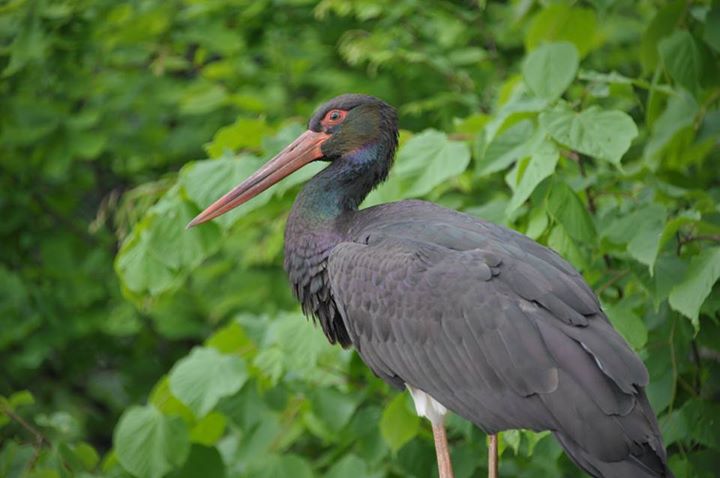 Чорний лелека Чорний лелека