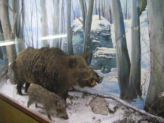 Діорама Бучини Передкарпаття Діорама Бучини Передкарпаття