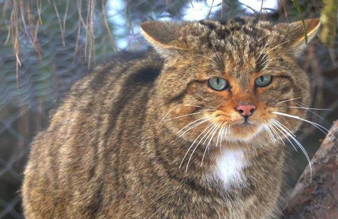 Лісовий кіт у Центрі реабілітації та ре-інтродукції диких тварин Лісовий кіт у Центрі реабілітації та ре-інтродукції диких тварин